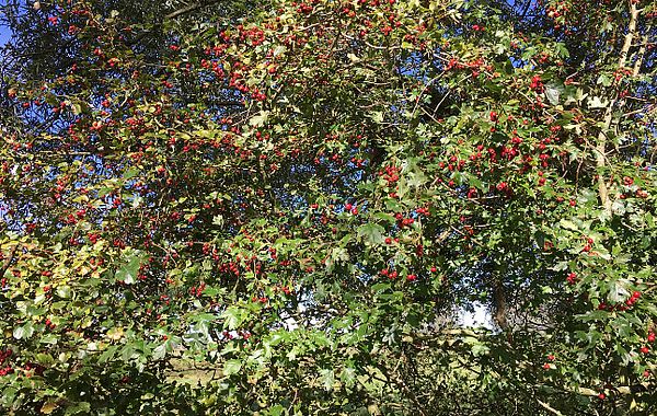 Ein Busch mit roten Beeren auf dem Weg zur Weide für die Tinker