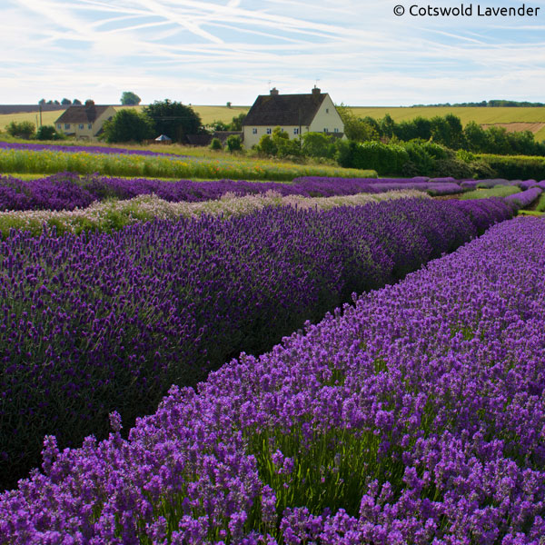 Lavendelfeld der Cotswolds Lavendelfarm