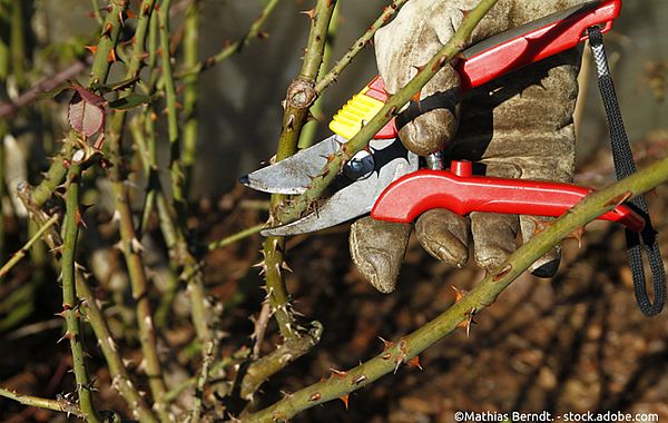 Beherzter Rückschnitt der Rosen im Frühjahr