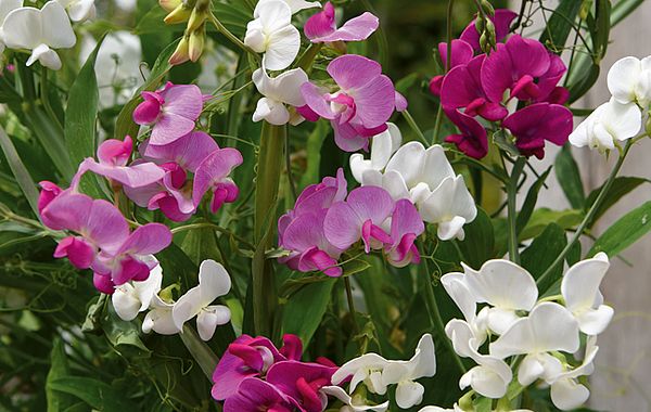 Duftwickensorte mit ungefüllten Blüten