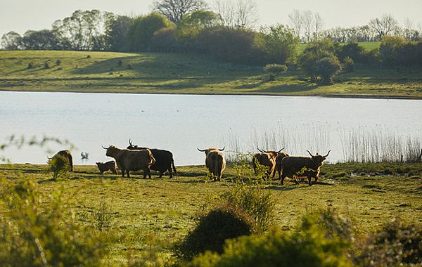 Hochlandrinder setzen sich in Bewegung