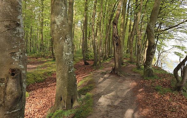 Im Wünschewald können Wünsche auf kleinen Tafeln an ausgesuchten Bäumen angebracht werden.