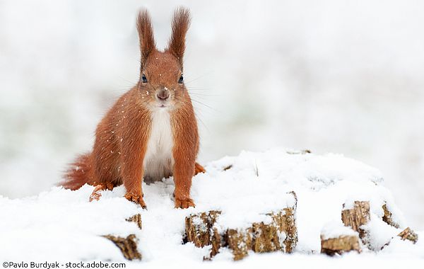 Eichhörnchen im Schnee auf der Suche nach Futter