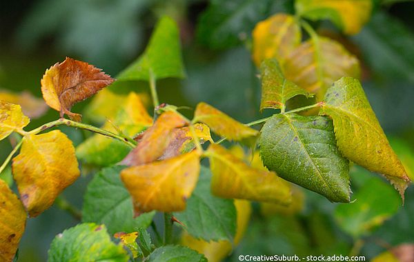 Gelbe Blätter zeigen Nährstoffmangel bei Rosen an