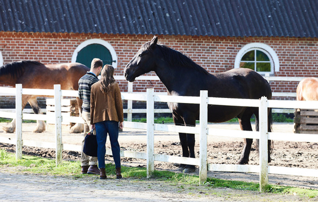 Models mit Trakehner-Hengst auf Gut Helmstorf