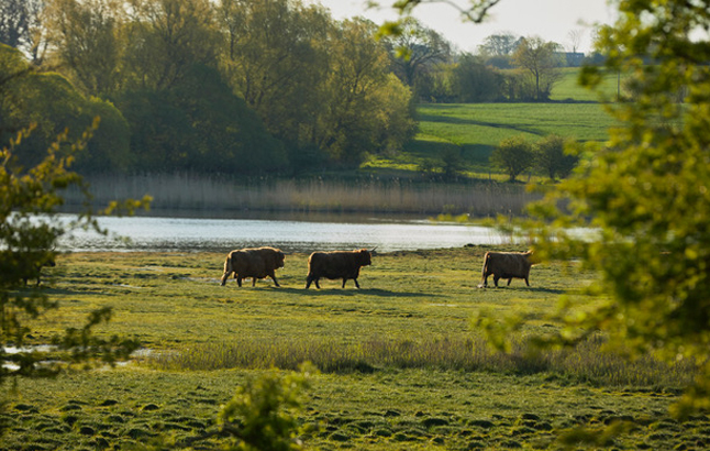 Schottische Hochlandrinder im Morgengrauen auf Weide