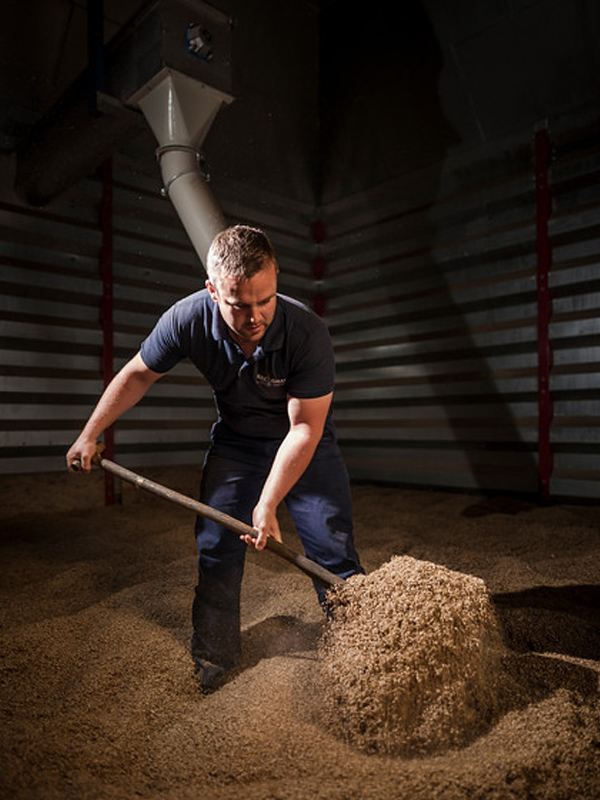 Durch den Keimvorgang beim Mälzen entsteht aus dem Getreide Malz.