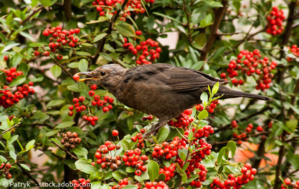 Vogelbeeren als Nahrungsangebot für Vögel im naturnahen Garten