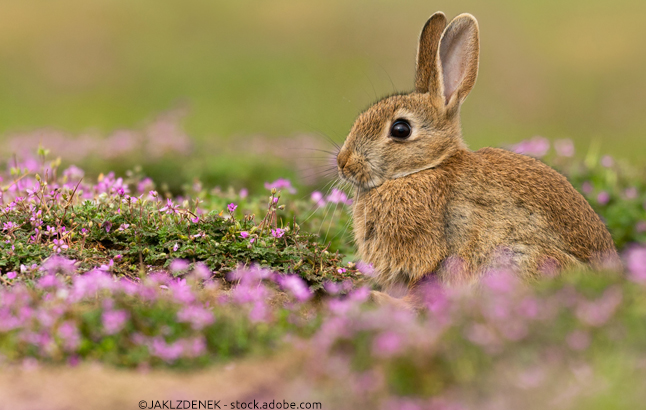 Hase sitzt in Blumenwiese
