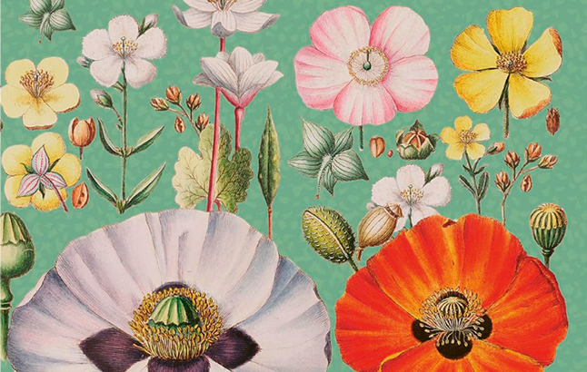 Blumen Kalender 2025