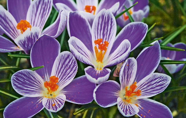 Gartenkrokus lila mit weißen Streifen