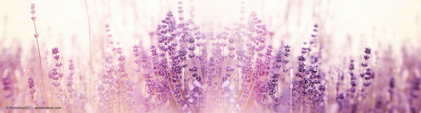 Lavendel Close Up