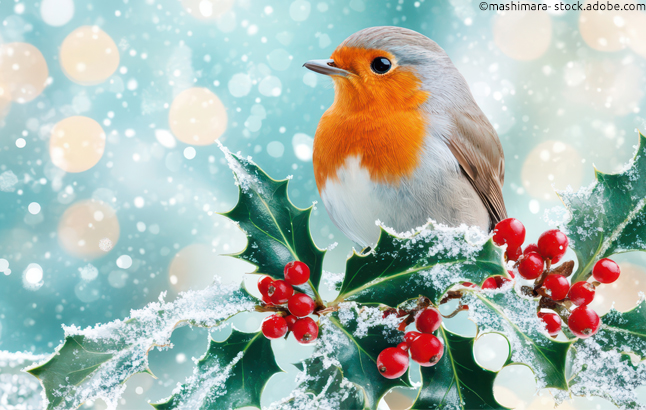 Rotkehlchen auf Ilexzweig mit roten Beeren