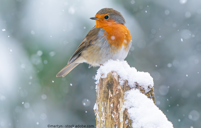 Rotkehlchen sitzt auf Zaun im Schnee