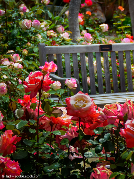 Rosenpflege