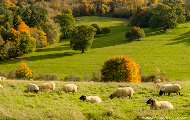 Schafe grasen in der British Countryside der Surrey Hills